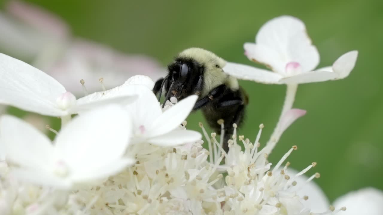 Close-up of Bumble Bee Pollinating White Hydrangea Flower in Summer Garden