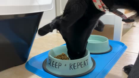 a puppy dog eating in a bowl on a house kitchen