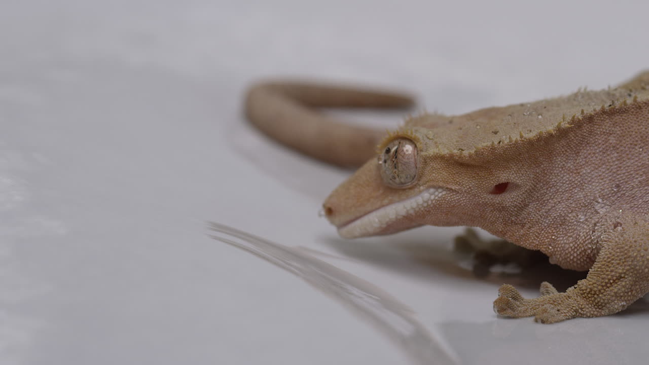 Geco crestato lecca l'acqua da una superficie bianca - primo piano del viso con carrellata.