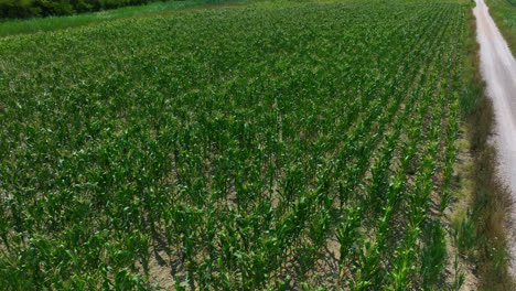 vista aérea dando vueltas sobre un campo de maíz, un día soleado de verano en el campo