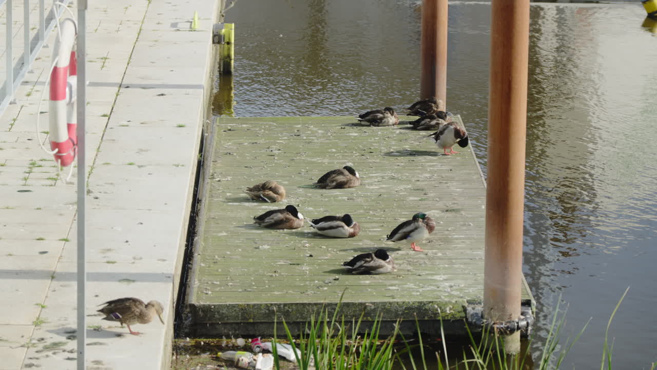 Ducks peacefully resting on a dock by the water. Perfect for relaxation or nature-themed projects.