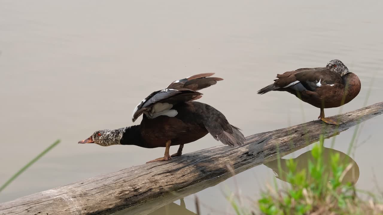 One on the right hides its head to sleep, one on the left stretches its body forward and wags its tail, White-winged Duck Asarcornis scutulata, Thailand