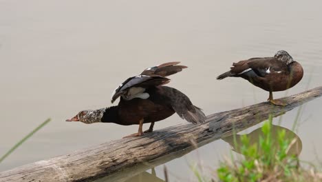 One-on-the-right-hides-its-head-to-sleep,-one-on-the-left-stretches-its-body-forward-and-wags-its-tail,-White-winged-Duck-Asarcornis-scutulata,-Thailand