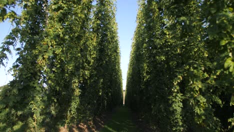 Plantación-De-Lúpulo-Grabada-Con-Una-Cámara-En-Movimiento,-Hermoso-Sol,-Plantas-Verdes,-Cono-De-Lúpulo,-Hojas,-Plantas-Altas