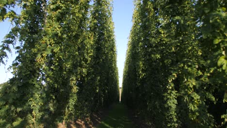 plantación de lúpulo grabada con una cámara en movimiento, hermoso sol, plantas verdes, cono de lúpulo, hojas, plantas altas