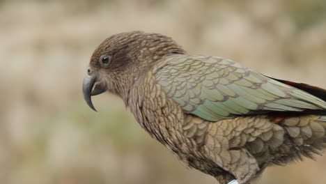 unique alpine parrot species, kea bird in fiordland national park, new zealand