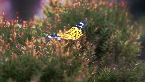 Yellow-False-tiger-moth-sitting-on-bush-twig-below-cascading-waterfall