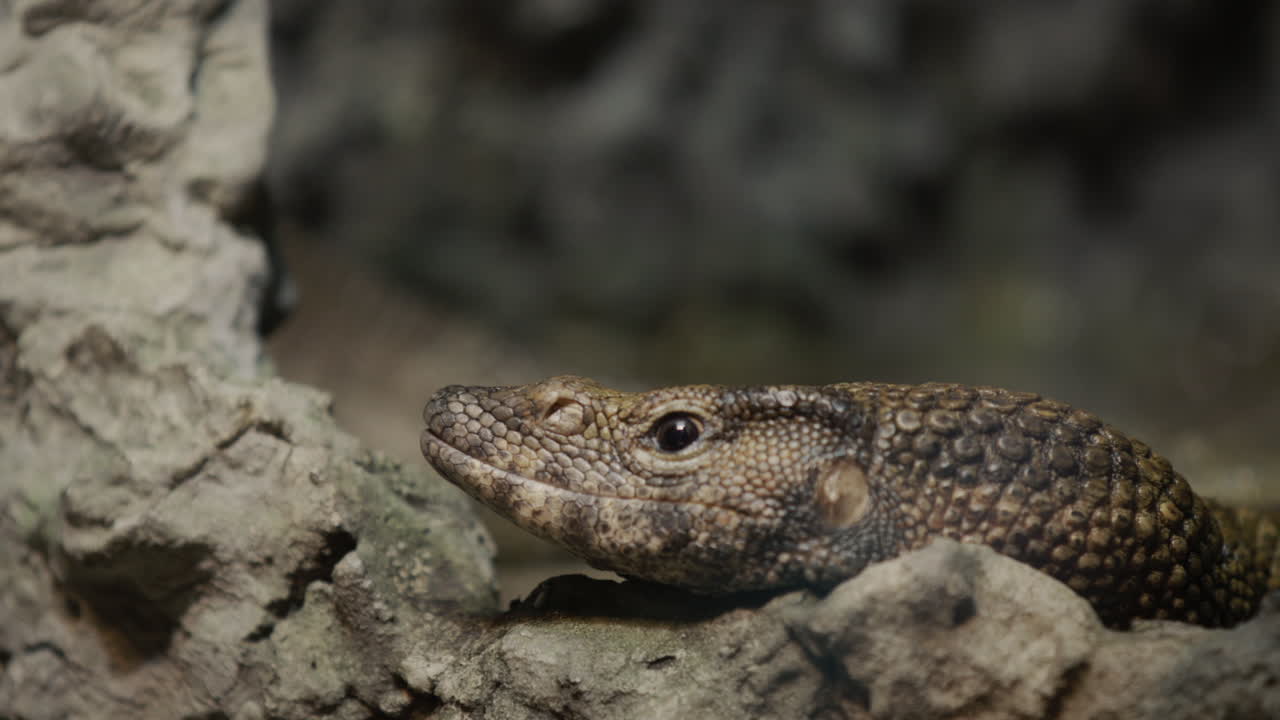 Amazing Dumerils monitor sits in the rocks, blending into the background. The Dumeril lizard is a species of lizards from the monitor lizard family.