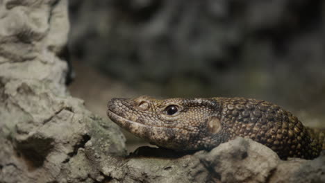 amazing dumerils monitor sits in the rocks, blending into the background. the dumeril lizard is a species of lizards from the monitor lizard family.