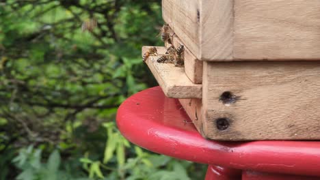 En-Sauerland,-Las-Abejas-Melíferas-Vuelan-Densamente-Y-Lentamente-En-Cámara-Lenta.