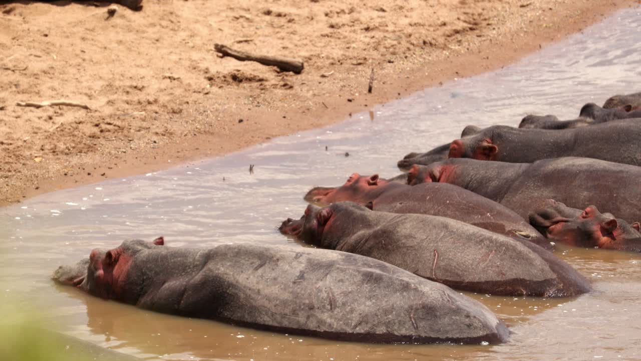 케냐 의 마사이 마라 에서 물 속 에 누워 있는 히포포스 무리 - 근접 사진