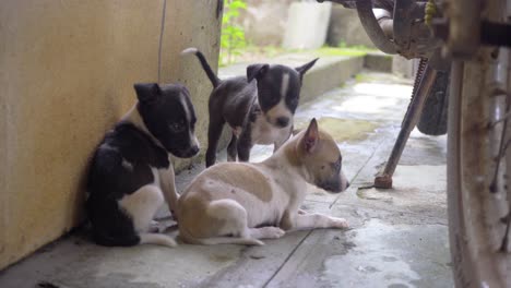 Ee-Lindo-Cachorro-Recién-Nacido-Pagando-En-La-Esquina