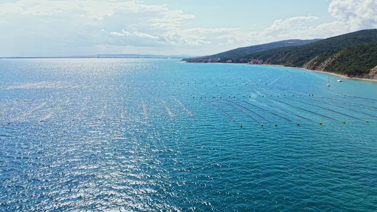 Allevamento di cozze nell'acqua con corde e boe, visto dall'alto vicino alla costa in una giornata di sole.