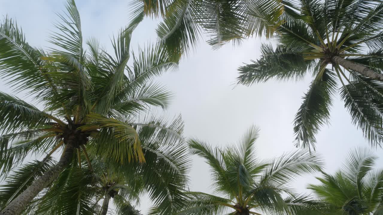 vista de palmeras de coco contra el cielo cerca de la playa en la isla tropical con luz solar a través