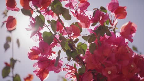 sunlight filtering through vibrant pink bougainvillea blossoms, lens flare effect