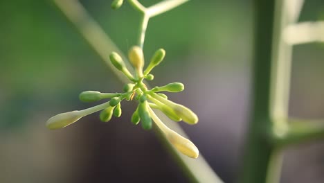 papaya flowers and buds