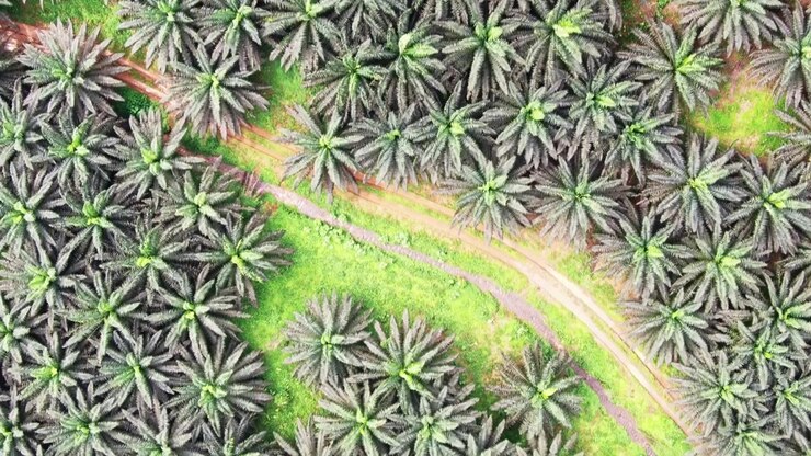 A beautiful overhead drone shot of a group of palm trees with eagles flying over them on the paradise island of São Tomé and Príncipe.