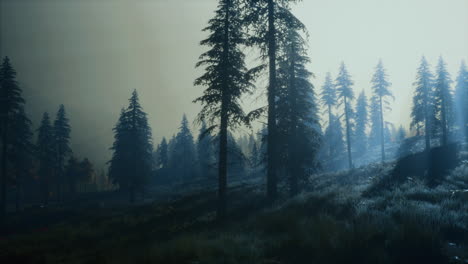 moon light over the spruce trees of magic mystery night forest
