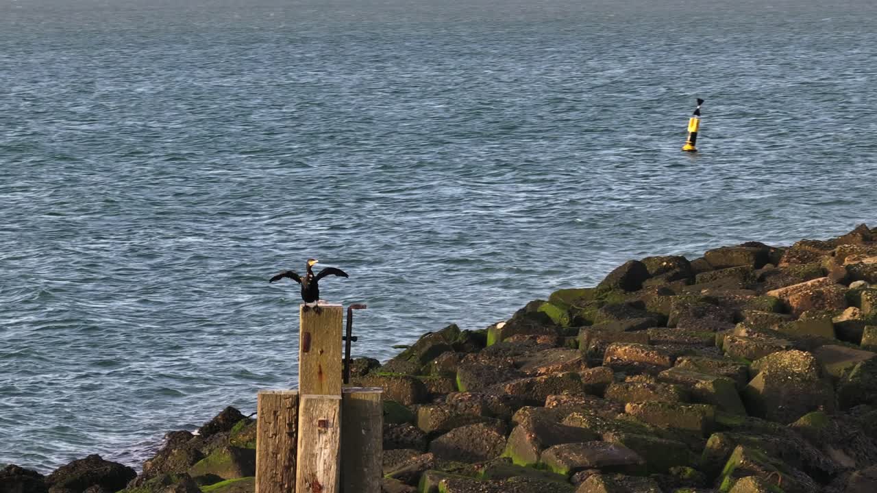 Cormorant perched with stretched wings on weathered concrete pillar above tidal water with warm light across coast, aerial orbit