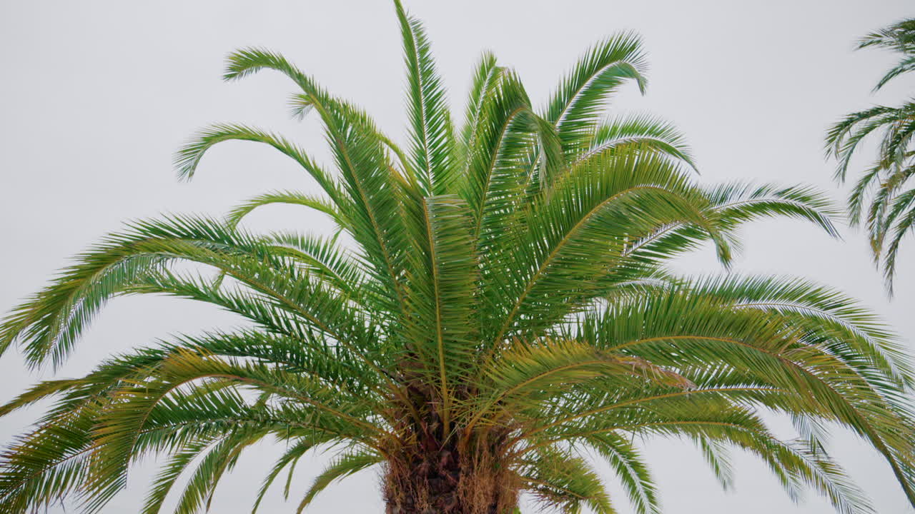 Close ip of fresh green palm leaves swaying gently in daylight