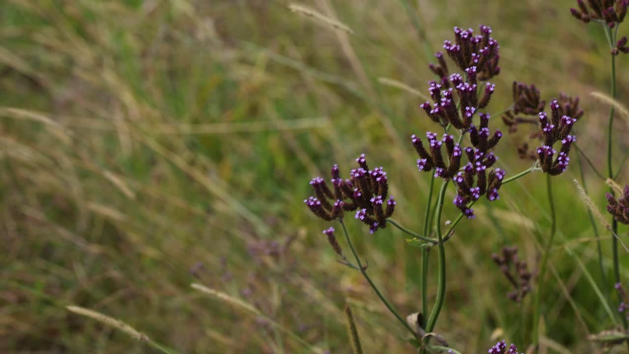 flores silvestres púrpuras que se mueven suavemente en el viento