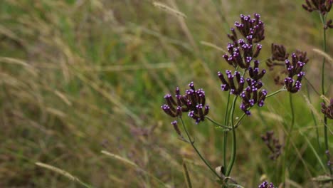 purple wildflowers gently moving in the wind