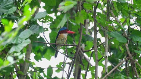 Un-Macho-Visto-Posado-En-Una-Rama-Pequeña-Limpiando-Su-Pico-En-La-Ramita,-Martín-Pescador-Con-Bandas-Lacedo-Pulchella,-Parque-Nacional-Kaeng-Krachan,-Tailandia