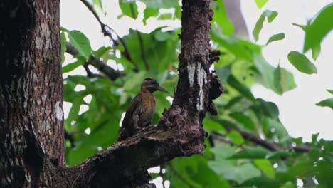 trabajando duro para quitar materiales para que pueda llegar a los insectos deseados que quiere comer, pájaro carpintero laced picus vittatus hembra, tailandia