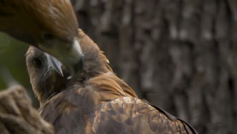 stare-off between two majestic golden eagles