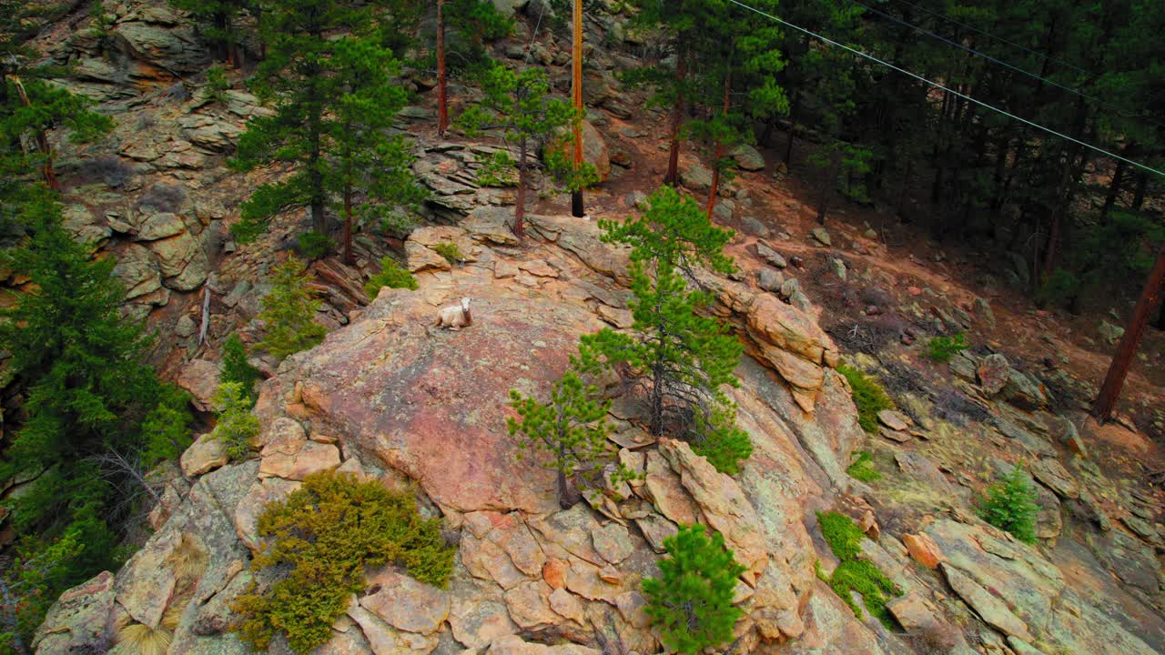 Aerial Drone Shot Of Mountain Goat On Top Of Rocky Cliff In Alpine Forest Landscape