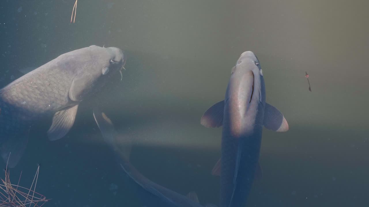 Carp Swimming in a Tranquil Pond