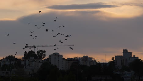 Bandada-De-Pájaros-En-La-Puesta-De-Sol-De-La-Zona-De-Edificios-Residenciales-De-Montpellier-Francia