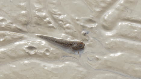 closeup of an periophtalmus in the mud on the beach