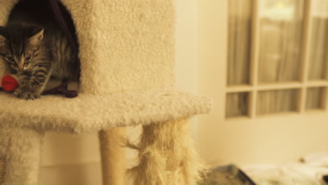 tabby kitten curious and playful in cat tower, medium shot truck right