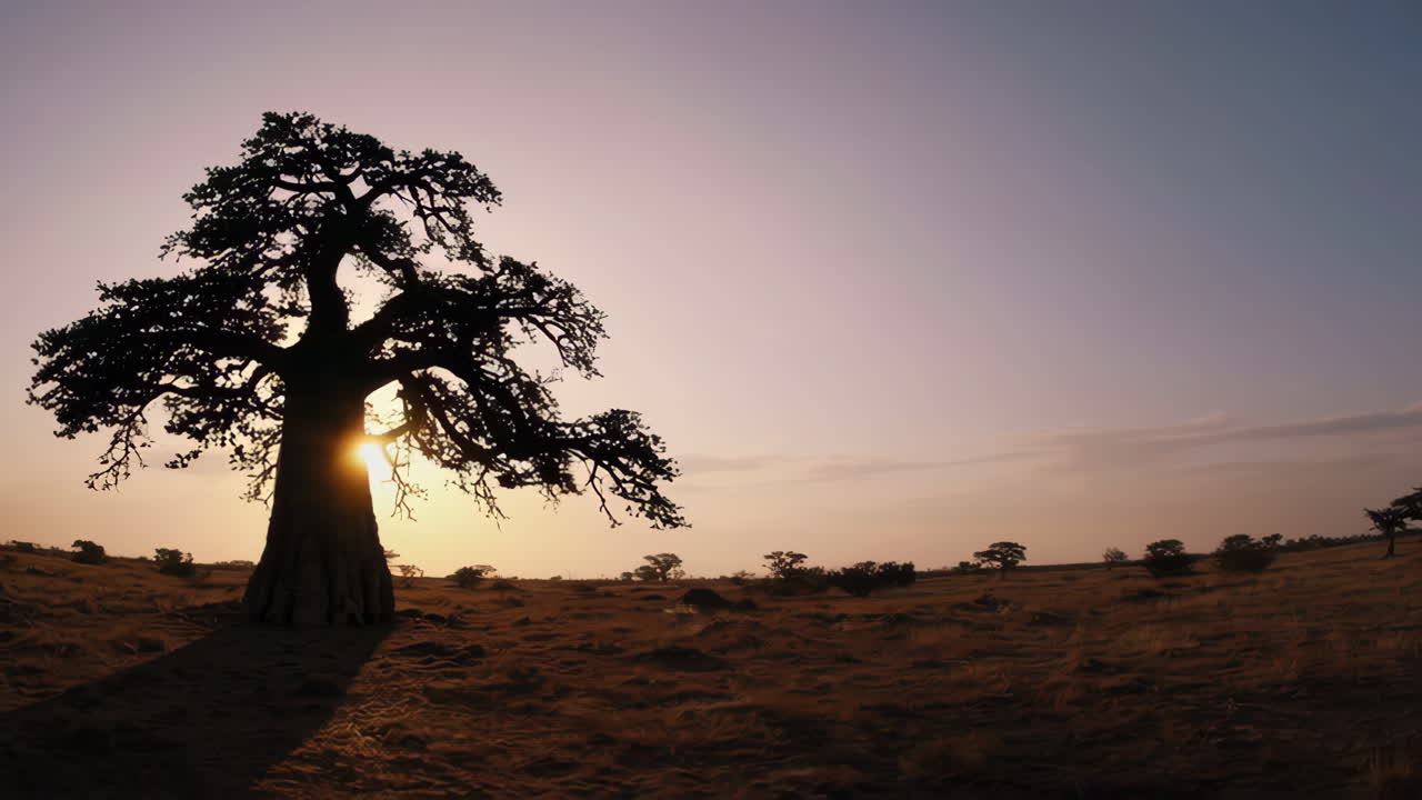 Majestic Baobab Tree Silhouette in African Savanna at Sunset