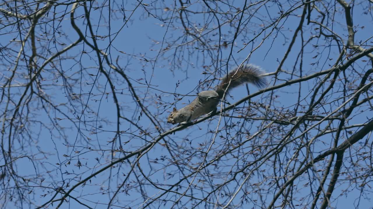 A squirrel carefully balances on a thin tree branch against a clear blue sky, surrounded by bare winter twigs and branches