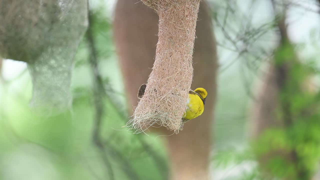 Dawn light closeup of bird weaving suspended nest with grass