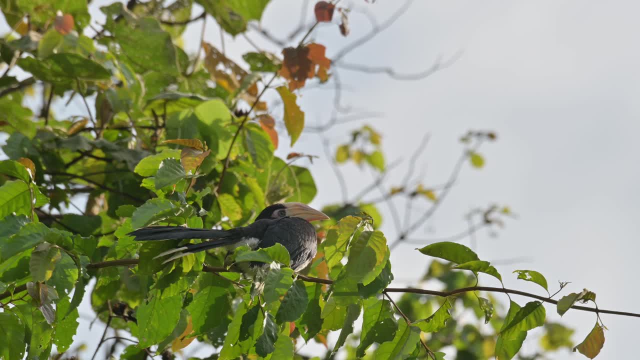 zoom fuera de este pájaro descansando en una rama durante la mañana en el bosque, oriental pied hornbill anthracoceros albirostris, tailandia
