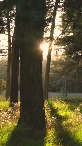 sunbeams in a pine forest