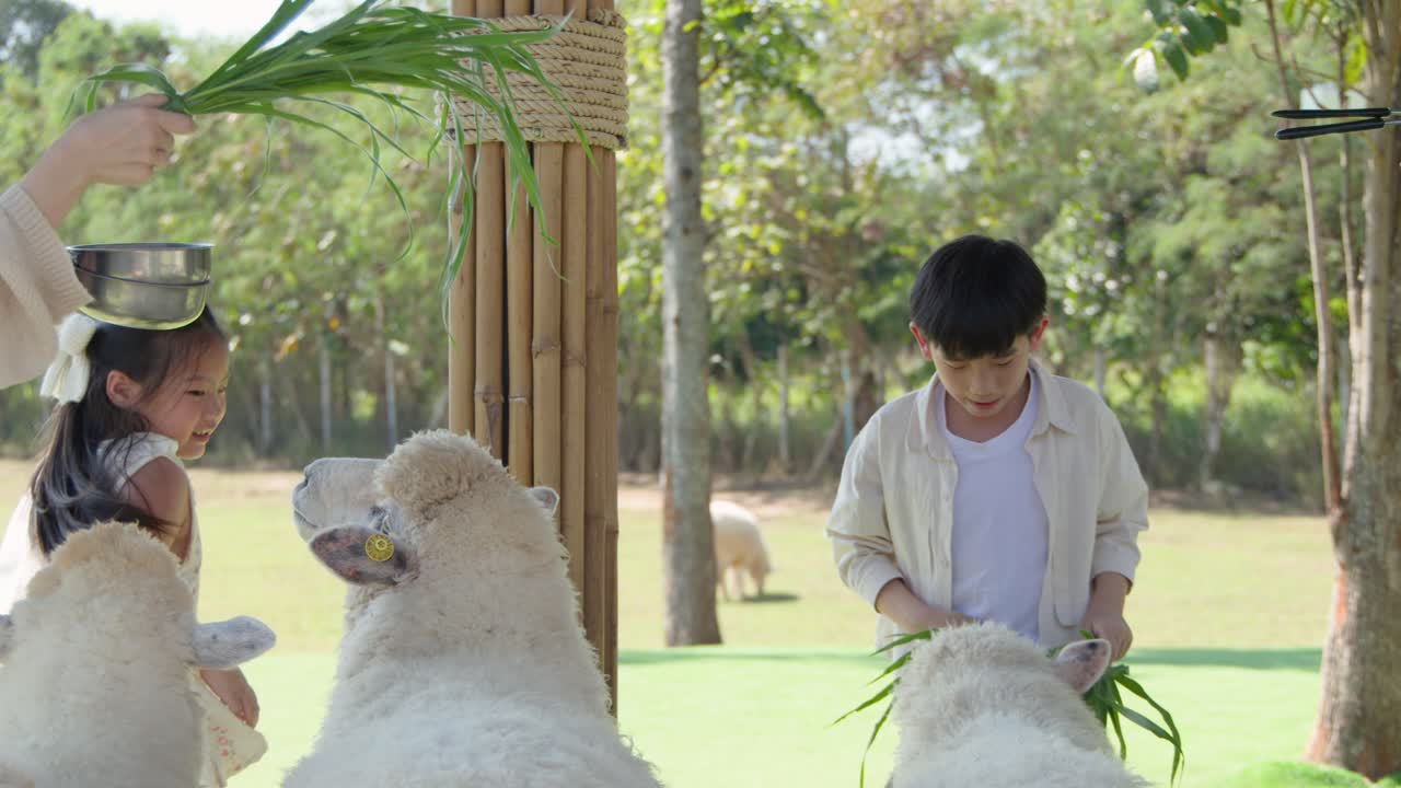 พ่อแม่และลูกๆ ให้หญ้ายาวแก่แกะที่ฟาร์มกลางแจ้งท่ามกลางแสงแดดธรรมชาติอันสดใส