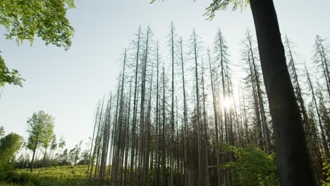 Silhouette-of-dead-dry-spruce-forest-hit-by-bark-beetle-in-Czech-countryside-surrounded-by-glade