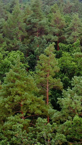 green scenery. forest in summer. pine trees background. flying over the tops of the trees in woodland. motion camera forward. aerial view. vertical video