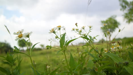 常见的百合花,白天在草地上开花