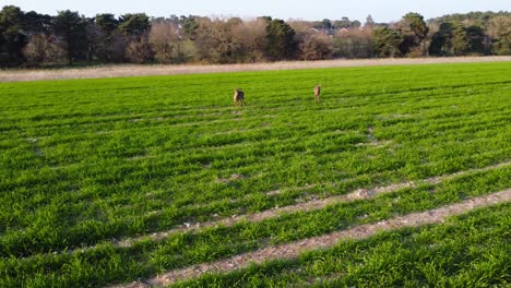 un par de corzos alimentándose en un prado de primavera temprano en la mañana mirando a la cámara del dron en órbita