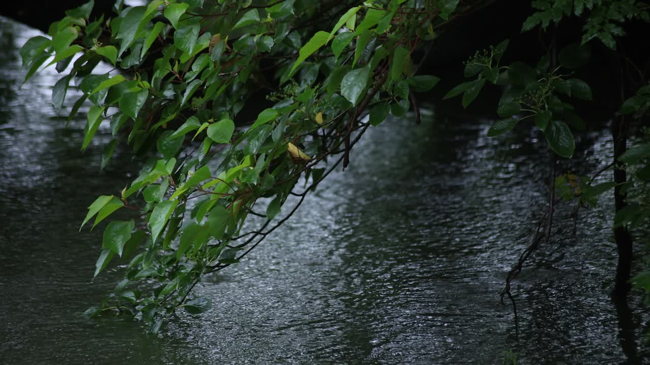 A slow motion of rain drop and green leaf near the water the pond rainy day