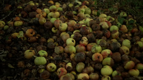 Rotten-apples-on-the-grass