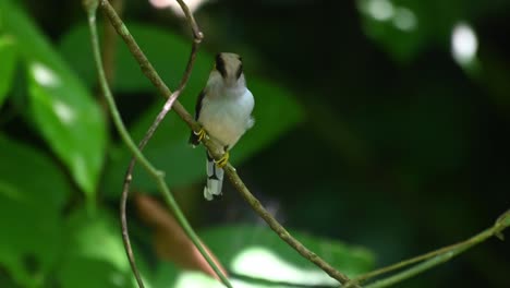 Silberbrust-Breitschnabel,-Serilophus-Lunatus,-Kaeng-Krachan-Nationalpark,-Thailand