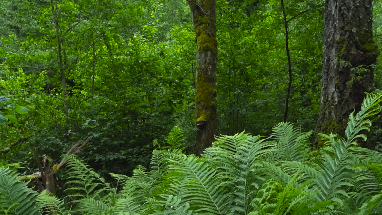 Close up view of thick and lush green colored fern plants in a old mystical and historic forest at Saula Estonia during a cloudy day. Mossy old trees and leafy forest in the bokeh blurry background