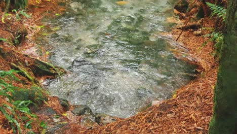 underground spring with crystal clear water flowing through a redwood forest