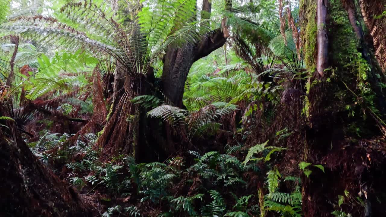 Lush rainforest with ferns and mossy trees